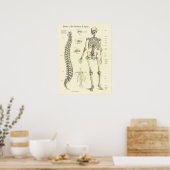 Anatomiekaart van skeletwervelkolom poster (Keuken)