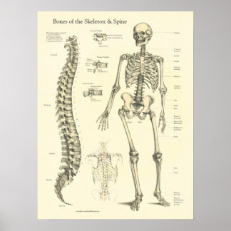 Anatomiekaart van skeletwervelkolom poster