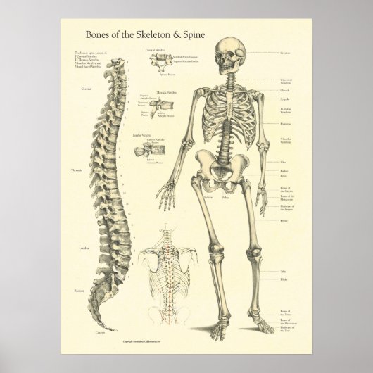 Anatomiekaart van skeletwervelkolom poster (Voorkant)