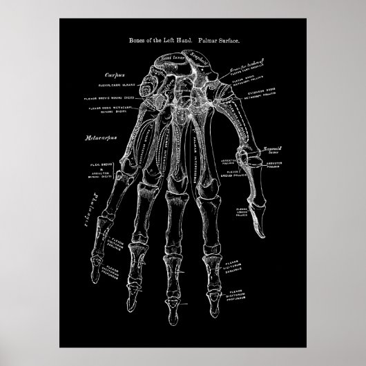 Anatomiekunst met menselijke hand poster (Voorkant)