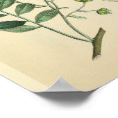 anatomiekunst van de tandheelkundige Teth Jaw Poster (Hoek)