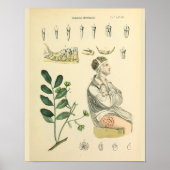  anatomiekunst van de tandheelkundige Teth Jaw Poster (Voorkant)