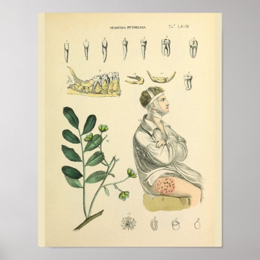 anatomiekunst van de tandheelkundige Teth Jaw Poster (Voorkant)