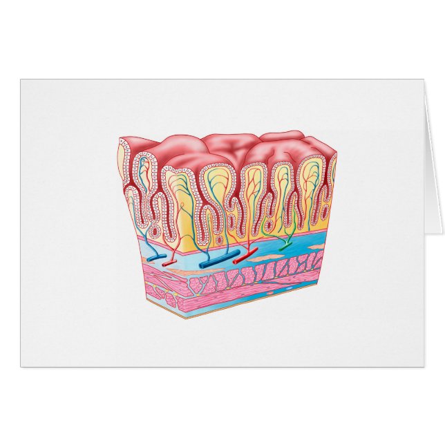 Anatomiestructuur en lagen van de muurmuur (Voorkant Horizontaal)