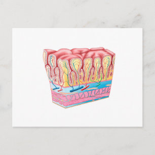 Anatomiestructuur en lagen van de muurmuur briefkaart