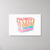 Anatomiestructuur en lagen van de muurmuur canvas afdruk (Voorkant)