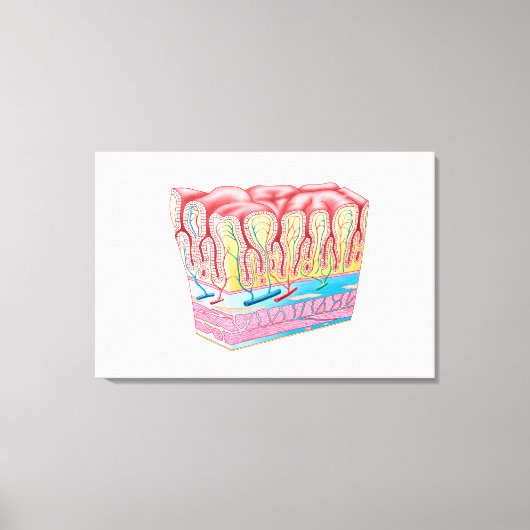 Anatomiestructuur en lagen van de muurmuur canvas afdruk (Voorkant)