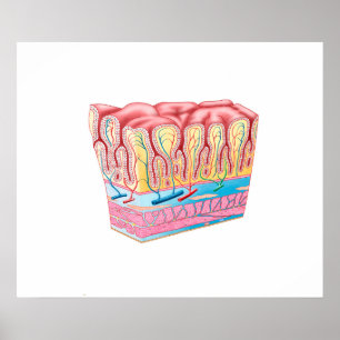 Anatomiestructuur en lagen van de muurmuur poster