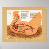 Anatomigenkaart Chicken Hen Artery Poster (Voorkant)