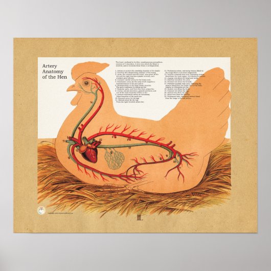 Anatomigenkaart Chicken Hen Artery Poster (Voorkant)