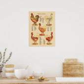 Anatomigenkaart Chicken Hen Poster (Keuken)