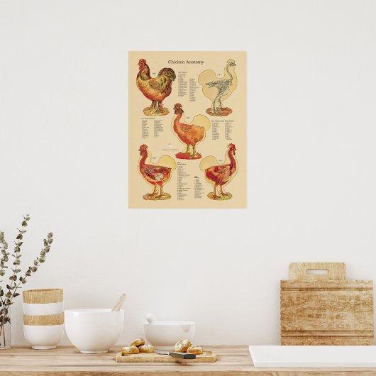 Anatomigenkaart Chicken Hen Poster (Keuken)