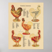 Anatomigenkaart Chicken Hen Poster (Voorkant)