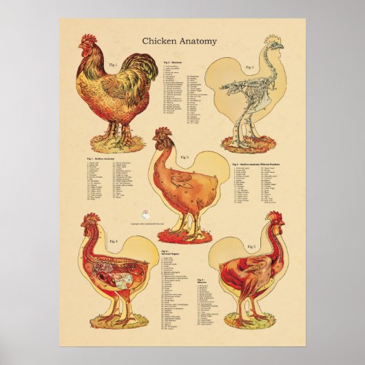 Anatomigenkaart Chicken Hen Poster (Voorkant)