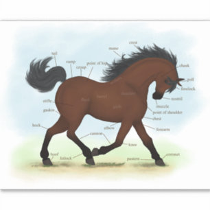 Anatomigenkaart voor paarden of Pony-ezels Sticker