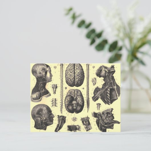 Anatomisch brein en meer briefkaart (Staand voorkant)