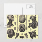 Anatomisch brein en meer briefkaart (Voorkant / Achterkant)