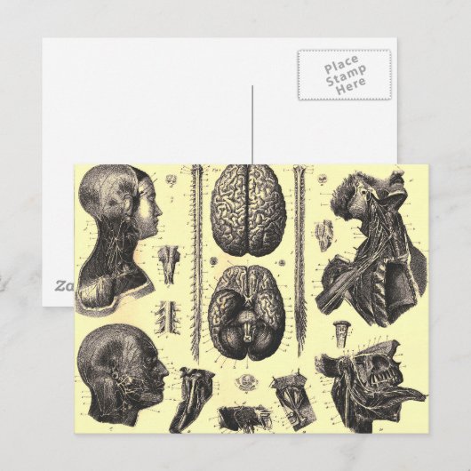 Anatomisch brein en meer briefkaart (Voorkant / Achterkant)
