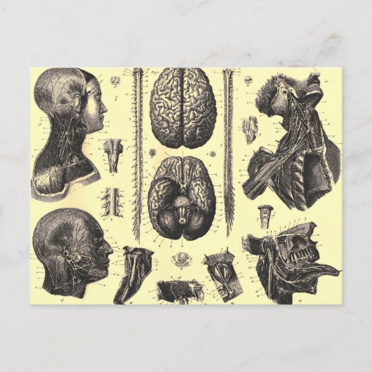 Anatomisch brein en meer briefkaart (Voorkant)
