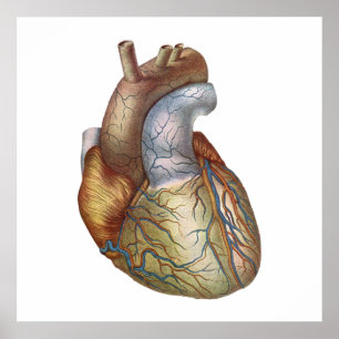 Anatomisch Corect Heart Poster