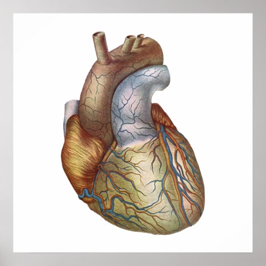 Anatomisch Corect Heart Poster (Voorkant)