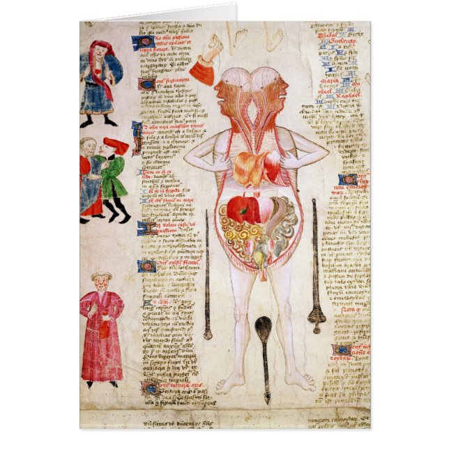 Anatomisch diagram (Voorkant)