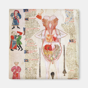 Anatomisch diagram magneet