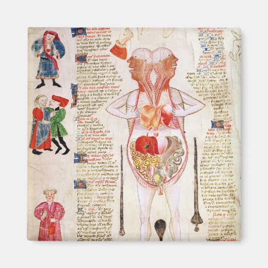 Anatomisch diagram magneet (Voorkant)