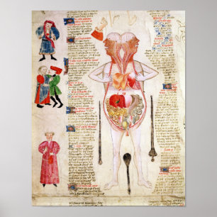 Anatomisch diagram poster