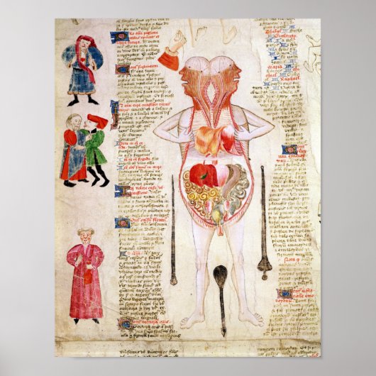 Anatomisch diagram poster (Voorkant)
