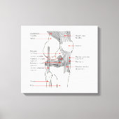 Anatomisch diagram rechtse kniegewricht canvas afdruk (Voorkant)