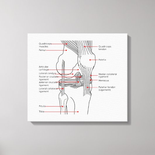 Anatomisch diagram rechtse kniegewricht canvas afdruk (Voorkant)