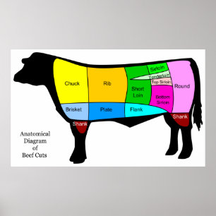 Anatomisch diagram van Amerikaanse oerbeeften Poster