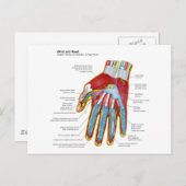 Anatomisch diagram van de hand en pols van de mens briefkaart (Voorkant / Achterkant)