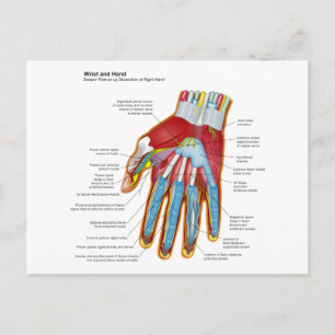 Anatomisch diagram van de hand en pols van de mens briefkaart