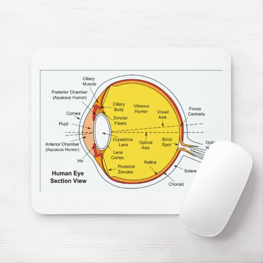 Anatomisch diagram van de humaan-oogbal muismat (Met muis)