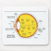 Anatomisch diagram van de humaan-oogbal muismat (Voorkant)