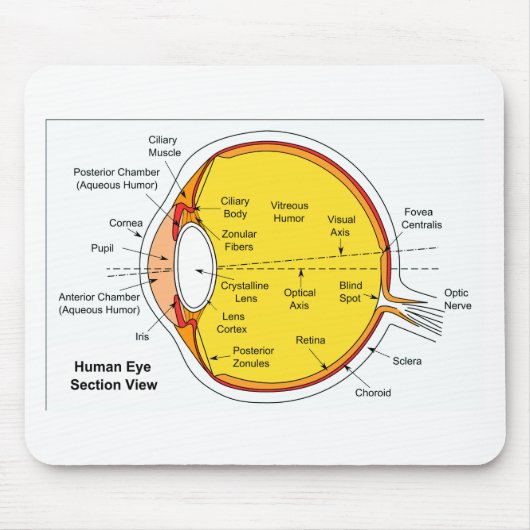 Anatomisch diagram van de humaan-oogbal muismat (Voorkant)