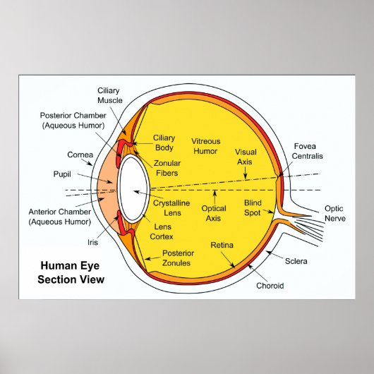 Anatomisch diagram van de humaan-oogbal poster (Voorkant)