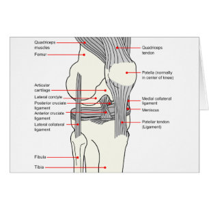 Anatomisch diagram van een gewricht van de rechter