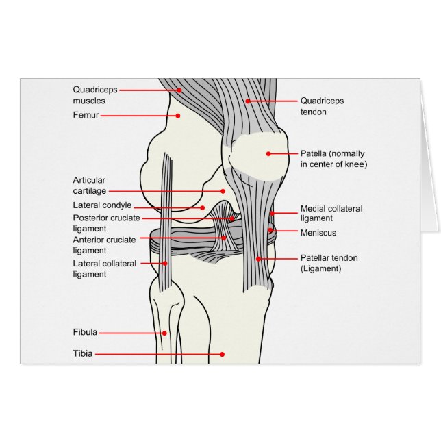 Anatomisch diagram van een gewricht van de rechter (Voorkant Horizontaal)