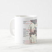 Anatomisch diagram van een gewricht van de rechter koffiemok (Voorkant links)