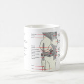 Anatomisch diagram van een gewricht van de rechter koffiemok (Voorkant rechts)