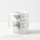 Anatomisch diagram van een gewricht van de rechter koffiemok (Voorkant links)