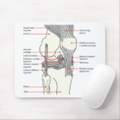 Anatomisch diagram van een gewricht van de rechter muismat (Met muis)