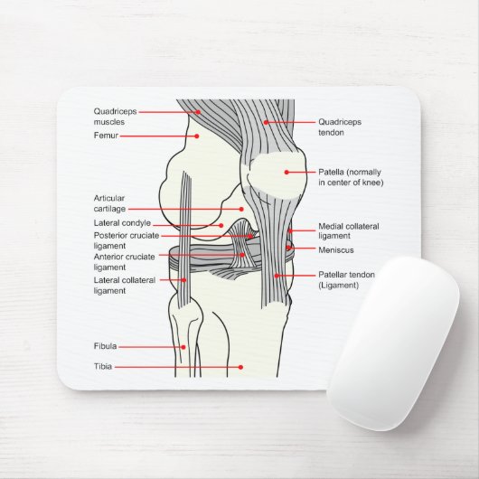 Anatomisch diagram van een gewricht van de rechter muismat (Met muis)