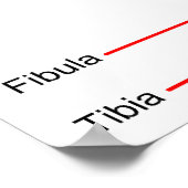 Anatomisch diagram van een gewricht van de rechter poster (Hoek)