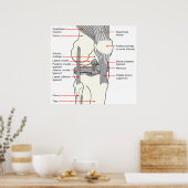 Anatomisch diagram van een gewricht van de rechter poster (Keuken)