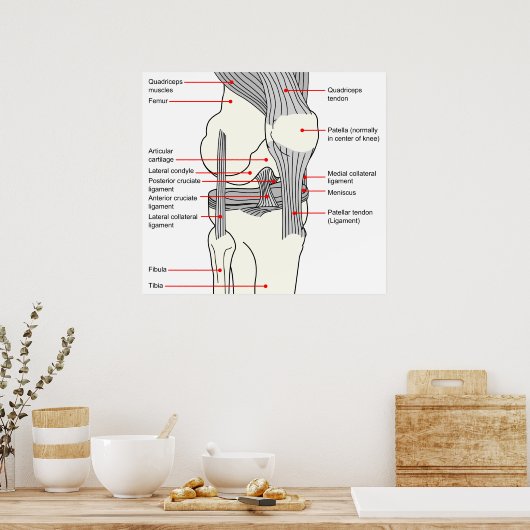 Anatomisch diagram van een gewricht van de rechter poster (Keuken)