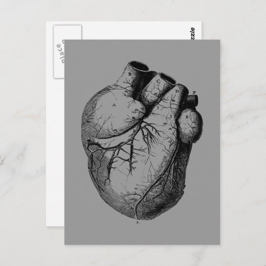 Anatomisch gecorrigeerd hart briefkaart (Voorkant / Achterkant)